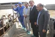 بازدید فرماندار دشتستان از عملیات واکسیناسیون تب برفکی