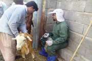 پایان واکسیناسیون طاعون نشخوار کنندگان کوچک PPR در شهرستان دیر