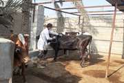 پایان واکسیناسیون لمپی اسکین در شهرستان دشتستان