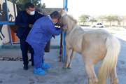 اجرای طرح پایش و مراقبت بیماری مشمشه در اسب داری های شهرستان گناوه