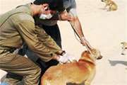  مرحله اول واکسیناسیون علیه بیماری هاری در کمپ نگهداری سگ های بلاصاحب بوشهر اجرا شد