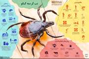 مدیر کل دامپزشکی استان بوشهر در خصوص بیماری تب کریمه کنگو هشدار داد