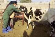 پایان طرح واکسیناسیون جمعیت گاو و گوساله روستایی شهرستان تنگستان علیه بیماری لمپی اسکین