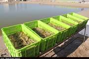 ۲۵ هزار تن آبزیان از استان بوشهر با نظارت کامل بهداشتی صادر شد