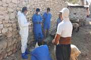 فتو کلیپ اردوی جهاد دامپزشکی در بخش ارم شهرستان دشتستان