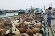 ۱۶۰۰ راس دام زنده غیرمولد از بندر گناوه به کویت صادر شد