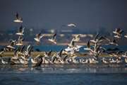  پایش و مراقبت از بیماری آنفلوانزای فوق حاد پرندگان در پارک حفاظت شده ملی نایبند شهرستان عسلویه