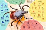 دامپزشکی استان بوشهر درباره بیماری تب کریمه کنگو هشدار داد