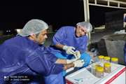 نظارت بهداشتی دامپزشکی بر ورود اولین محموله میگو مولد SPF به استان بوشهر