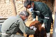 گزارش تصویری بررسی وضعیت دامداری ها و روند اجرای واکسیناسیون بروسلوز در شهرستان بوشهر