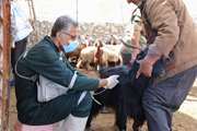 واکسیناسیون بیش از ۳ میلیون راس دام در استان بوشهر