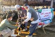 برگزاری اردوی جهادی شهدای راه قدس دامپزشکی در شهرستان تنگستان