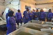 بازدید هیات سنگالی از مرکز تکثیر ماهی و میگوی راموز تنگستان - بوشهر