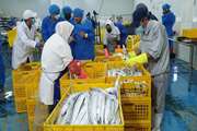 ۱۵ هزارتن انواع آبزی از بوشهر با نظارت بهداشتی-قرنطینه‌ای صادر شد