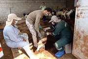 خدمات رایگان دامپزشکی به دامداران استان بوشهر در ایام اله دهه فجر