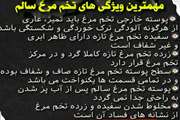 شرایط بهداشتی تخم مرغ سالم
