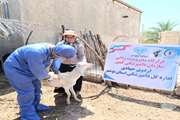 اردوی جهادی دامپزشکی در ۶ روستای بخش شنبه و طسوج شهرستان دشتی برگزار شد