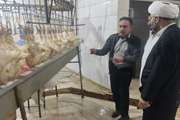بازدید مسئول دفتر نمایندگی ولی دامپزشکی استان بوشهر از کشتارگاه جیان مرغ