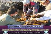 حراست از سرمایه دامی استان با دقت و انسجام ادامه دارد