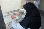 انجام بیش از ۳ هزار آزمایش در مرکز ملی بررسی و تشخیص بیماریهای میگو 
