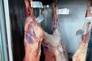 معدوم سازی ۴ لاشه گوشت تازه گوسفندی در شهرستان بوشهر