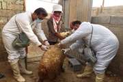 پایان طرح واکسیناسیون تب برفکی گوسفند و بز در شهرستان دشتستان