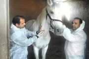  اجرای فاز دوم پایش بیماری مشمشه در اسبهای شهرستان تنگستان