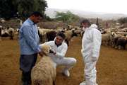 بیماری یابی به مناسبت دهه فجر در شهرستان دشتستان