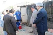 واکسیناسیون نیوکاسل طیور روستایی