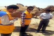 بازدید از گله های شتر بخش کاکی و آموزش شترداران در خصوص بیماریmers