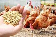 تخصیص سهمیه نهاده های خوراک به واحد های طیور