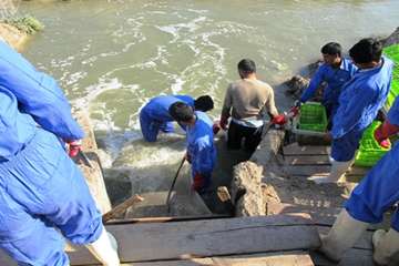 برداشت میگو در سایت پرورش میگوی شیف ( استان بوشهر) 