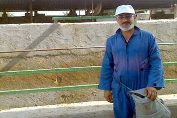 واکسیناسیون علیه بیماری لمپی اسکین (دشتستان)