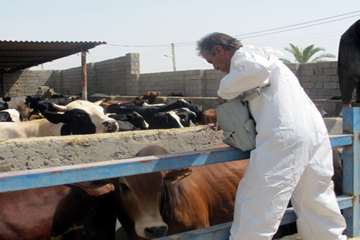  واکسیناسیون تب برفکی در شهرستان دشتستان