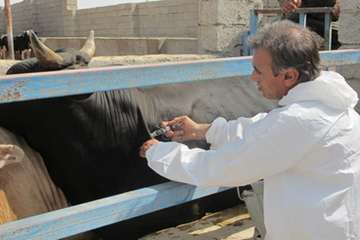  واکسیناسیون تب برفکی در شهرستان دشتستان