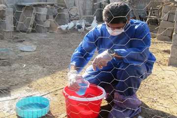 واکسیناسیون نیوکاسل طیور روستایی