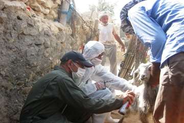 واکسیاسیون علیه بیماری تب برفکی در شهرستان دیر