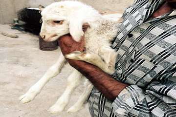 تولد بر ه ای با شش دست و پا در شهرستان دشتی