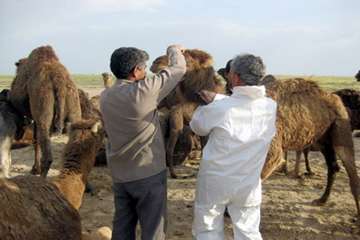 خونگيري از شترها در دشتستان 