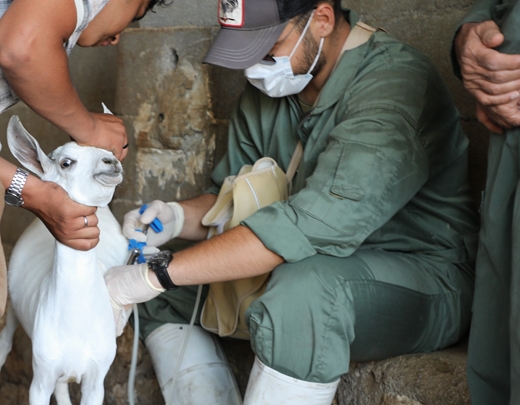 گزارش تصویری اردوی جهادی دامپزشکی در شهرستان عسلویه