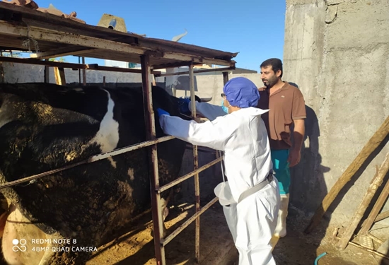آغاز خدمات رایگان دامپزشکی به مناسبت دهه فجر در شهرستان گناوه