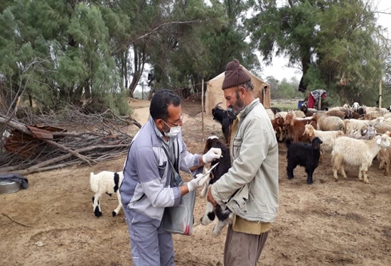 واکسیناسیون ۶۷۰۰ راس دام های عشایری شهرستان بوشهر انجام شد 