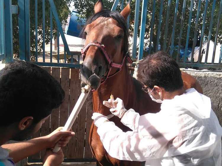 عملیات تست مشمشه در باشگاه‌های سوارکاری بوشهر آغاز شد