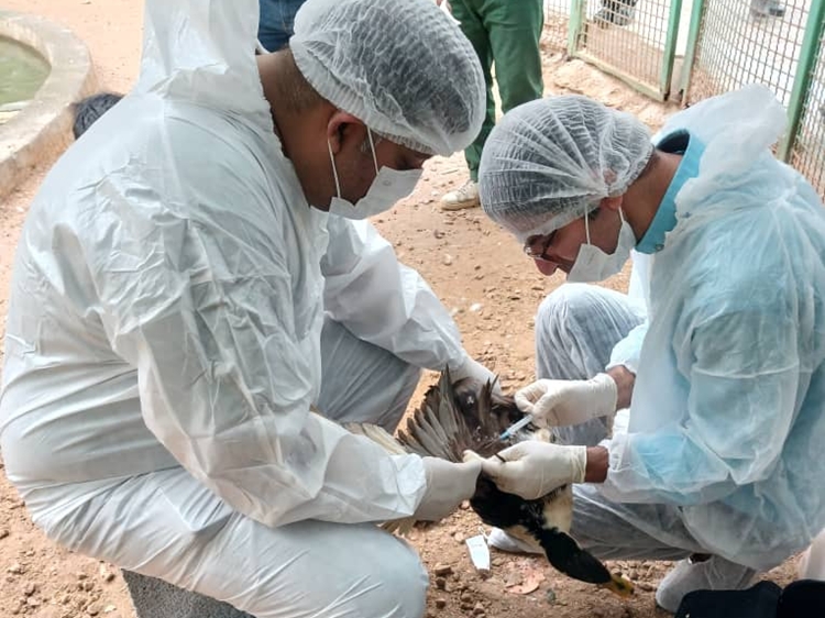 پایش بیماری آنفلوآنزای پرندگان در بوشهر انجام شد