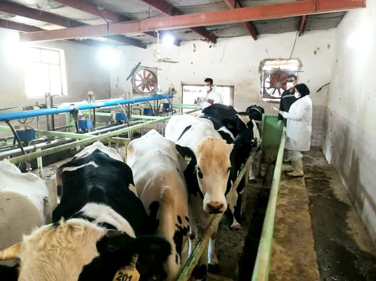 پایش بیماری سل و بروسلوز در گاوداری‌های بوشهر انجام شد